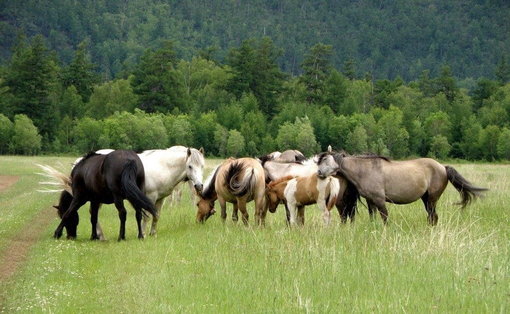 Čo sa môžeme naučiť od stáda koní?